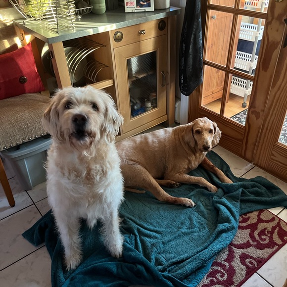 Meet your Posher, Brittany - Picture 3 of 3